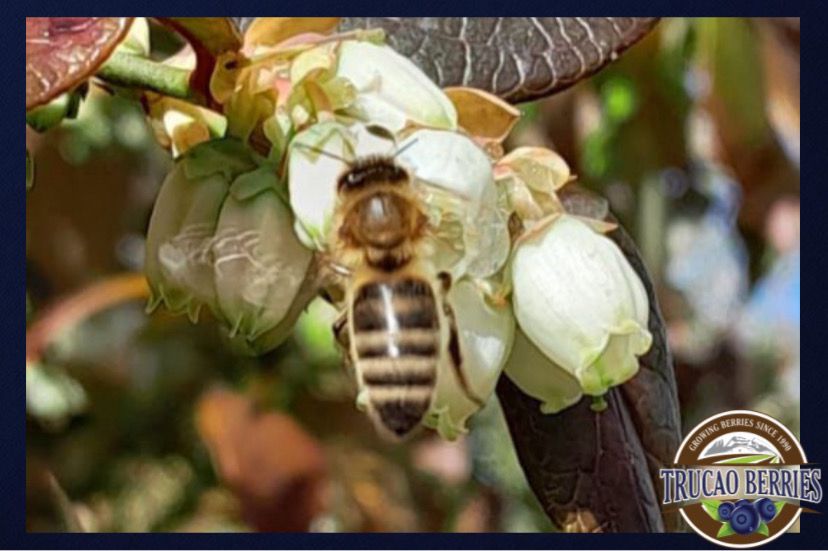 Great pollination term in our orchards